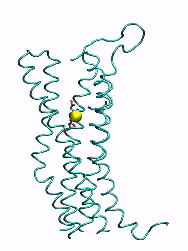A video of an ion binding into a membrane protein during simulation